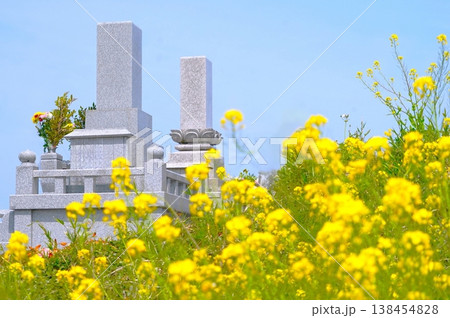 お墓と菜の花と春の青空 138454828