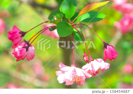 カイドウの花とつぼみと若葉 138454887