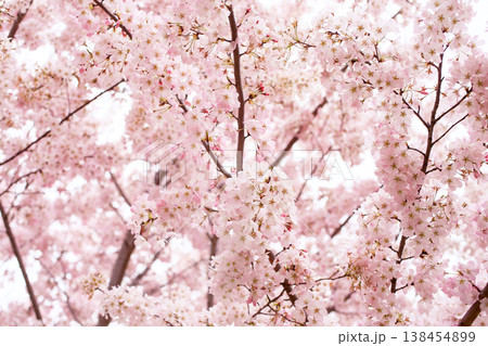 満開の桜 権現堂 満開の桜 権現堂 138454899