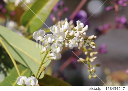 早春の庭に咲く白や紫色のハーデンベルギアの花 早春の庭に咲く白や紫色のハーデンベルギアの花 138454947