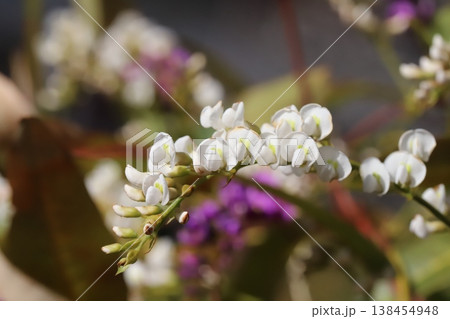早春の庭に咲く白や紫色のハーデンベルギアの花 138454948