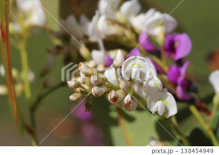 早春の庭に咲く白や紫色のハーデンベルギアの花 早春の庭に咲く白や紫色のハーデンベルギアの花 138454949