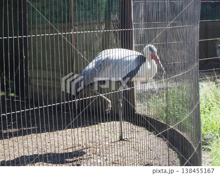 上野動物園の飼育施設で一本足で立つホオカザリヅル 上野動物園の飼育施設で一本足で立つホオカザリヅル 138455167