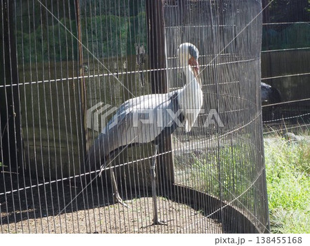 上野動物園の飼育施設で一本足で立つホオカザリヅル2 上野動物園の飼育施設で一本足で立つホオカザリヅル2 138455168