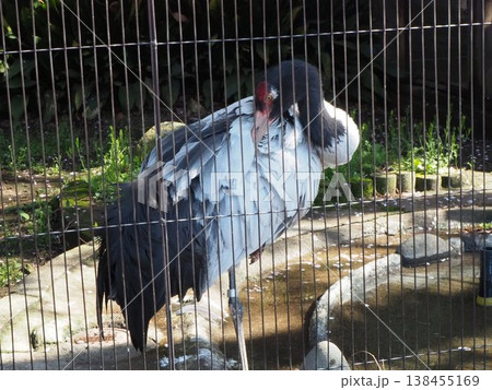 上野動物園の飼育展示場で一本足で立ち羽繕いをするオグロヅル 138455169