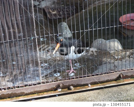 上野動物園の飼育施設で佇むオレンジ色のくちばしが特徴のミヤコドリ 上野動物園の飼育施設で佇むオレンジ色のくちばしが特徴のミヤコドリ 138455171