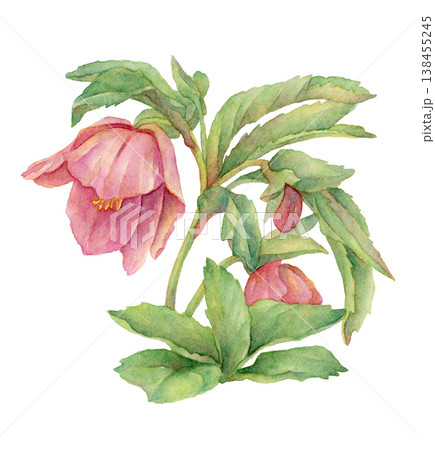 クリスマスローズの水彩イラスト 138455245