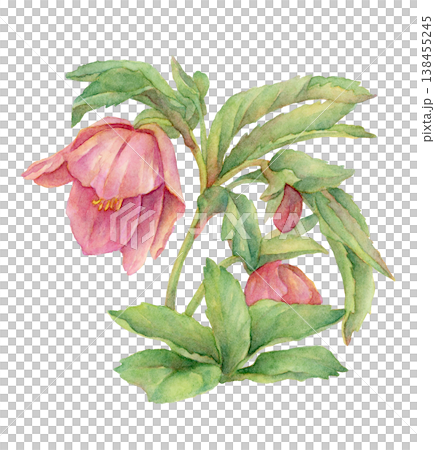 クリスマスローズの水彩イラスト 138455245