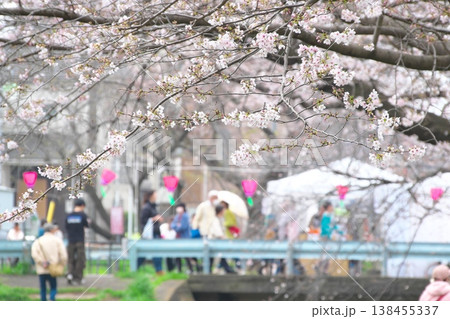 千本桜の桜祭り 露店のテントとピンクのぼんぼり 千本桜の桜祭り 露店のテントとピンクのぼんぼり 138455337