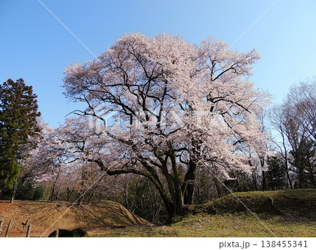 氏邦桜　エドヒガンザクラ 138455341