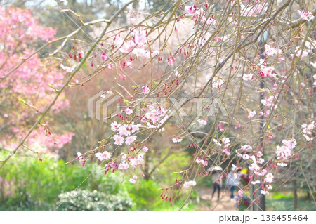 春の俣野別邸庭園 咲き始めた枝垂れ桜 春の俣野別邸庭園 咲き始めた枝垂れ桜 138455464