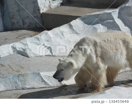 上野動物園の飼育展示場で力強く歩くホッキョクグマの全身2 上野動物園の飼育展示場で力強く歩くホッキョクグマの全身2 138455649