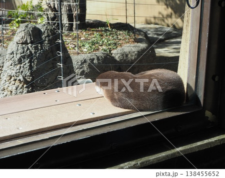上野動物園の飼育展示場の窓際で丸くなって眠るコツメカワウソ 上野動物園の飼育展示場の窓際で丸くなって眠るコツメカワウソ 138455652