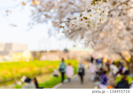黒目川の桜 黒目川の桜 138455719