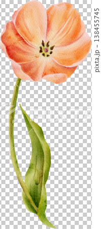 Open coral watercolor tulip painted by hand Open coral watercolor tulip painted by hand 138455745