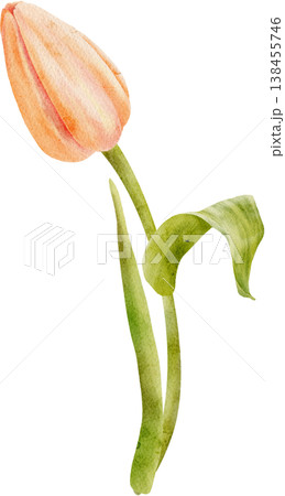 coral watercolor tulip bud painted by hand 138455746