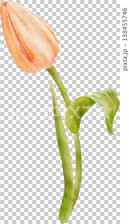 coral watercolor tulip bud painted by hand coral watercolor tulip bud painted by hand 138455746
