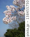 青空に映える満開の桜 138455750