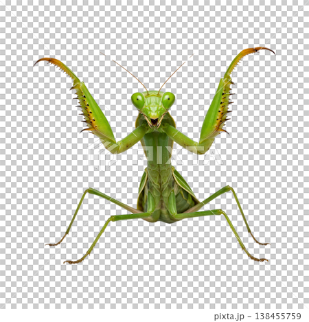 一張綠色螳螂在白色背景下擺出威脅姿勢的特寫微距照片。 一張綠色螳螂在白色背景下擺出威脅姿勢的特寫微距照片。 138455759