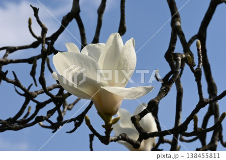 ハクモクレンの花 ハクモクレンの花 138455811