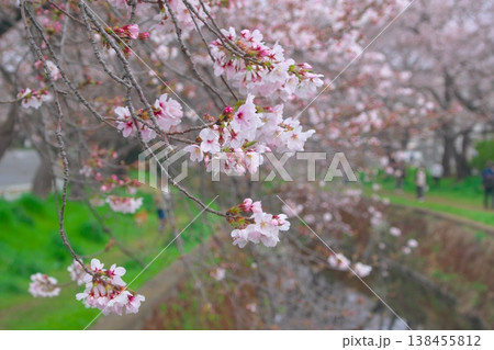 引地川沿いの千本桜　大和市 138455812
