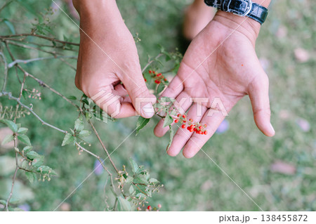 Close Up of Hands Holding Wild Plant with Red Berries Close Up of Hands Holding Wild Plant with Red Berries 138455872