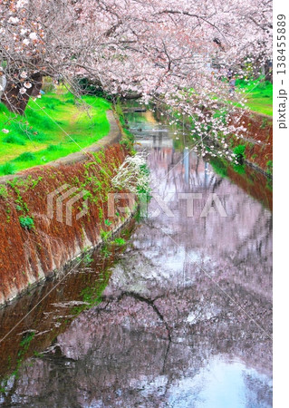 川面に映る桜並木　大和市千本桜 138455889