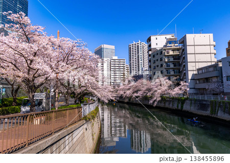 目黒川の桜とオフィスビル 目黒川の桜とオフィスビル 138455896