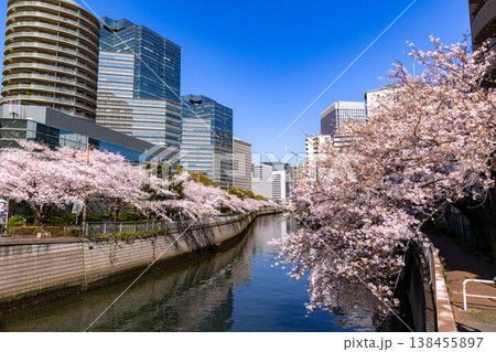 目黒川の桜とオフィスビル 目黒川の桜とオフィスビル 138455897