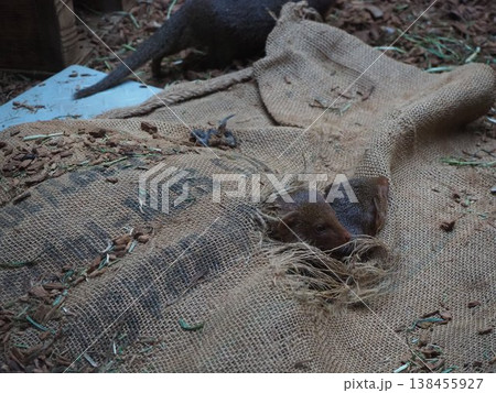 上野動物園の飼育施設で岩の上に座り周囲を見渡すフェレット 138455927