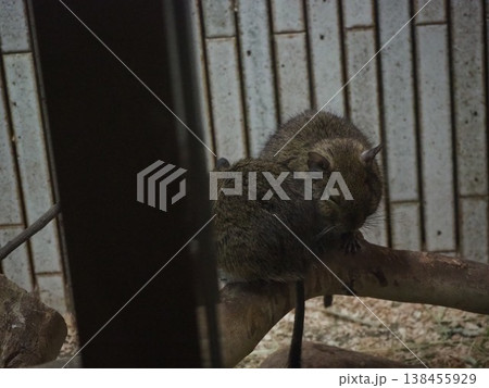 上野動物園の小獣館で薄暗い室内展示場の木にとまり佇む2匹のデグー2 138455929