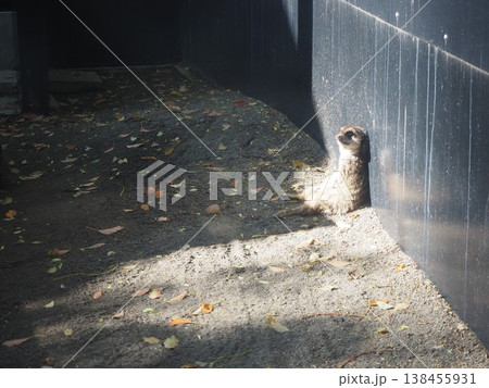 上野動物園の展示場で壁にもたれかかり日光浴をするミーアキャット 上野動物園の展示場で壁にもたれかかり日光浴をするミーアキャット 138455931