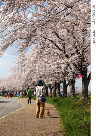 三田市にある武庫川桜づつみ回廊の桜 三田市にある武庫川桜づつみ回廊の桜 138456116