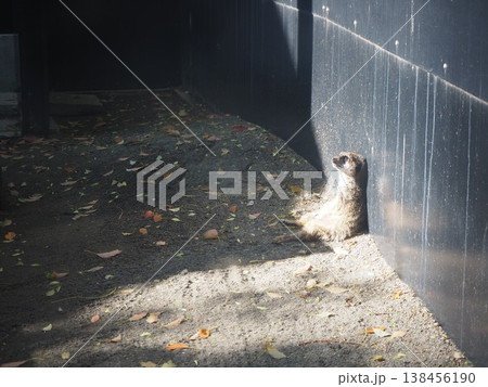 上野動物園の展示場で壁にもたれかかり日光浴をするミーアキャット3 上野動物園の展示場で壁にもたれかかり日光浴をするミーアキャット3 138456190