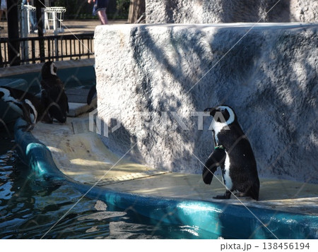 上野動物園の飼育展示場でプールのふちに立ち佇むケープペンギン 上野動物園の飼育展示場でプールのふちに立ち佇むケープペンギン 138456194