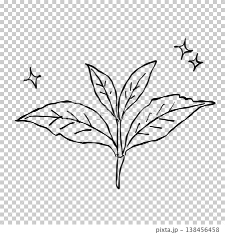 Fresh tea leaves branch botanical tea plant herbal ingredient nature leaf line art clipart 138456458