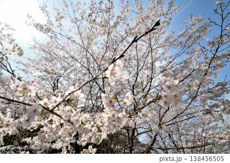 佐賀県横竹ダム周辺のサクラ、桜 佐賀県横竹ダム周辺のサクラ、桜 138456505
