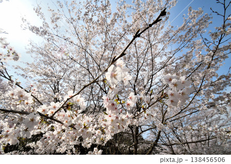 佐賀県横竹ダム周辺のサクラ、桜 138456506