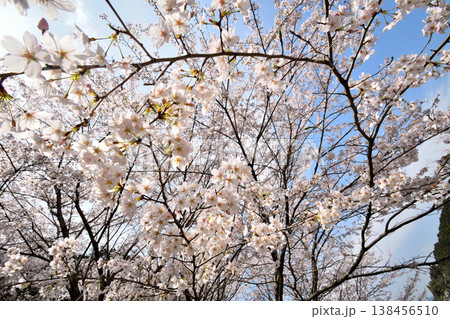 佐賀県横竹ダム周辺のサクラ、桜 138456510