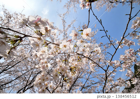 佐賀県横竹ダム周辺のサクラ、桜 佐賀県横竹ダム周辺のサクラ、桜 138456512