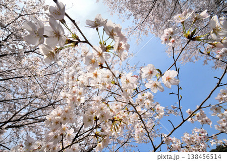 佐賀県横竹ダム周辺のサクラ、桜 138456514