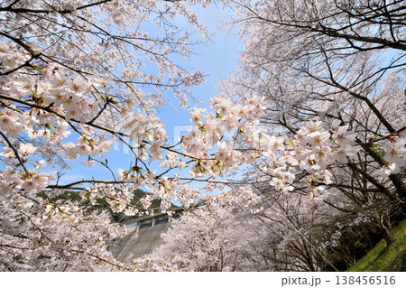 佐賀県横竹ダム周辺のサクラ、桜 佐賀県横竹ダム周辺のサクラ、桜 138456516