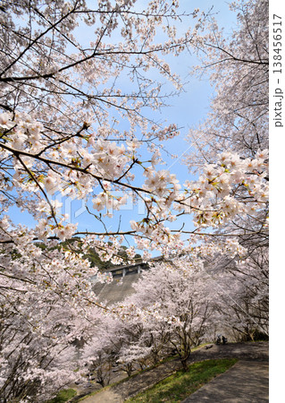 佐賀県横竹ダム周辺のサクラ、桜 佐賀県横竹ダム周辺のサクラ、桜 138456517