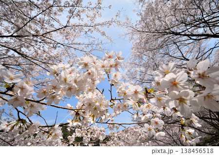 佐賀県横竹ダム周辺のサクラ、桜 佐賀県横竹ダム周辺のサクラ、桜 138456518