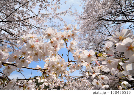 佐賀県横竹ダム周辺のサクラ、桜 佐賀県横竹ダム周辺のサクラ、桜 138456519