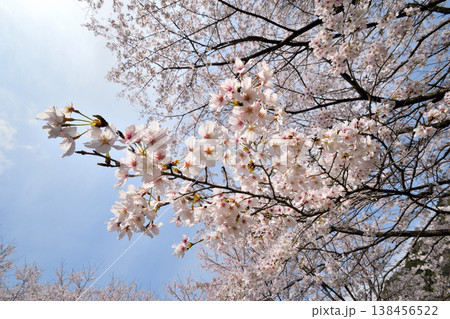 佐賀県横竹ダム周辺のサクラ、桜 佐賀県横竹ダム周辺のサクラ、桜 138456522