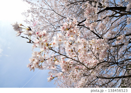佐賀県横竹ダム周辺のサクラ、桜 佐賀県横竹ダム周辺のサクラ、桜 138456523
