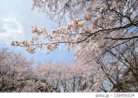 佐賀県横竹ダム周辺のサクラ、桜 138456524