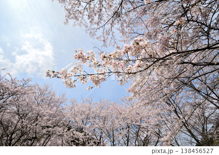 佐賀県横竹ダム周辺のサクラ、桜 佐賀県横竹ダム周辺のサクラ、桜 138456527