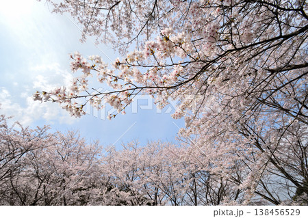 佐賀県横竹ダム周辺のサクラ、桜 佐賀県横竹ダム周辺のサクラ、桜 138456529